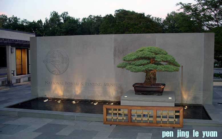 The-Yamaki-Pine.jpg