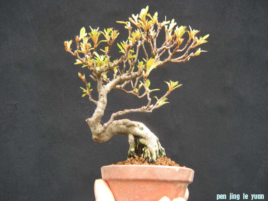 DSCN1130.JPG