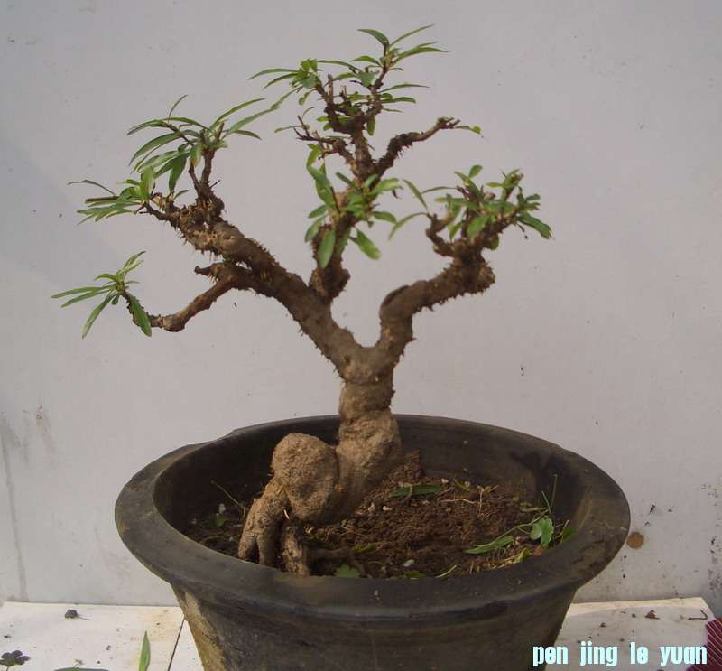 200ʯ12620.JPG