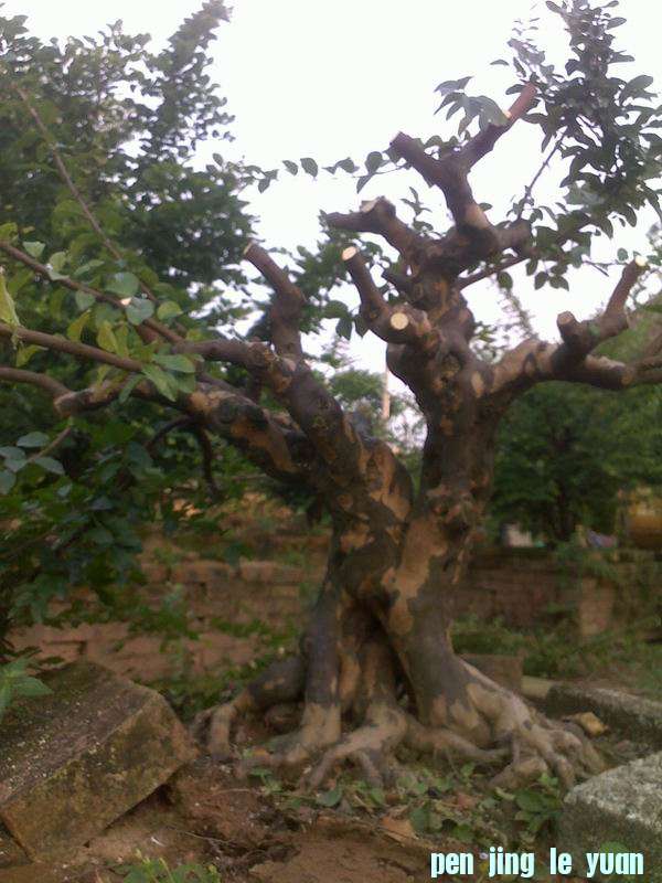 20120721386.jpg