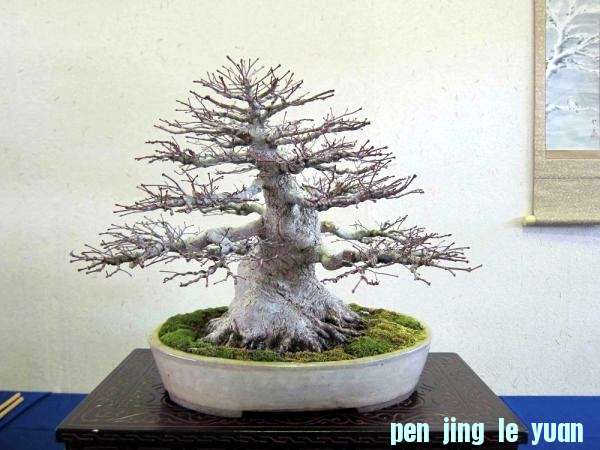 Meifu Ten 2012 035.jpg.thumb.jpg