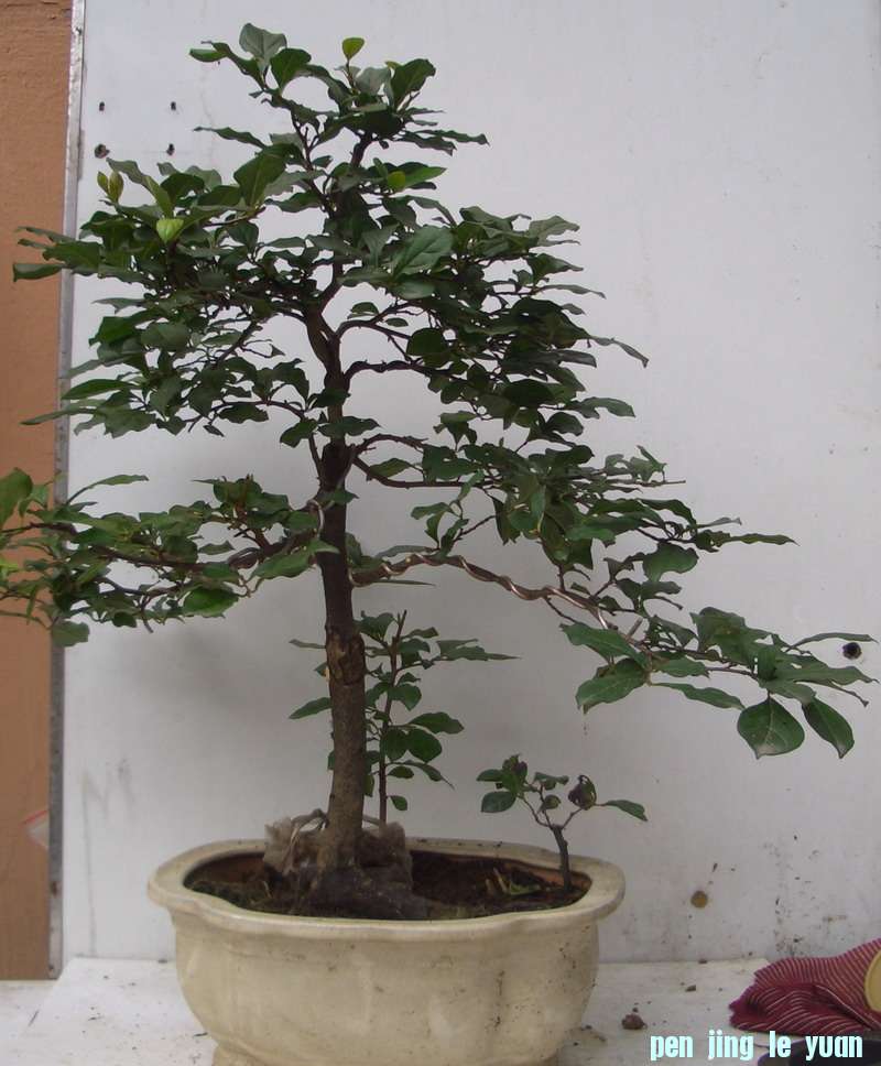 ʷС126622.JPG