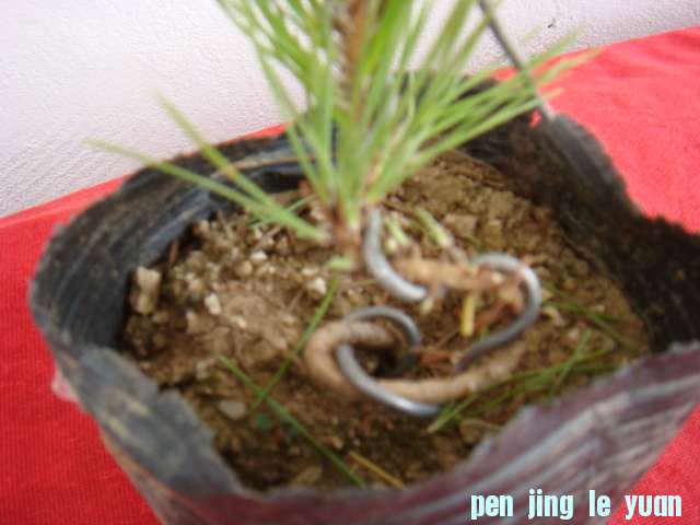 DSC09112.JPG