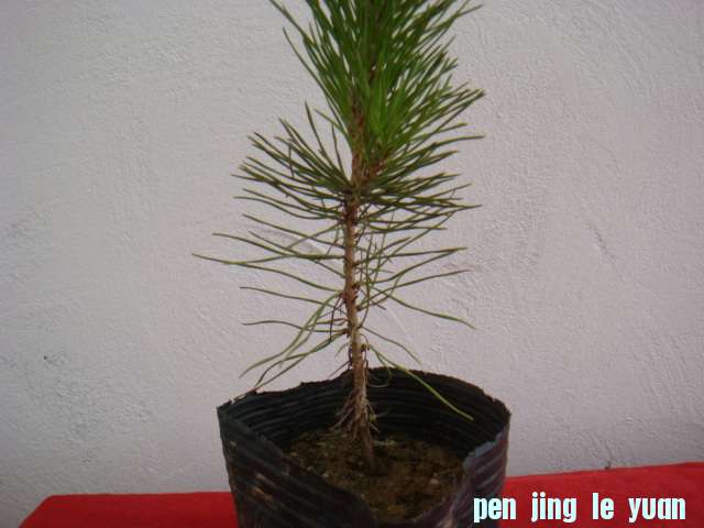 DSC09113.JPG