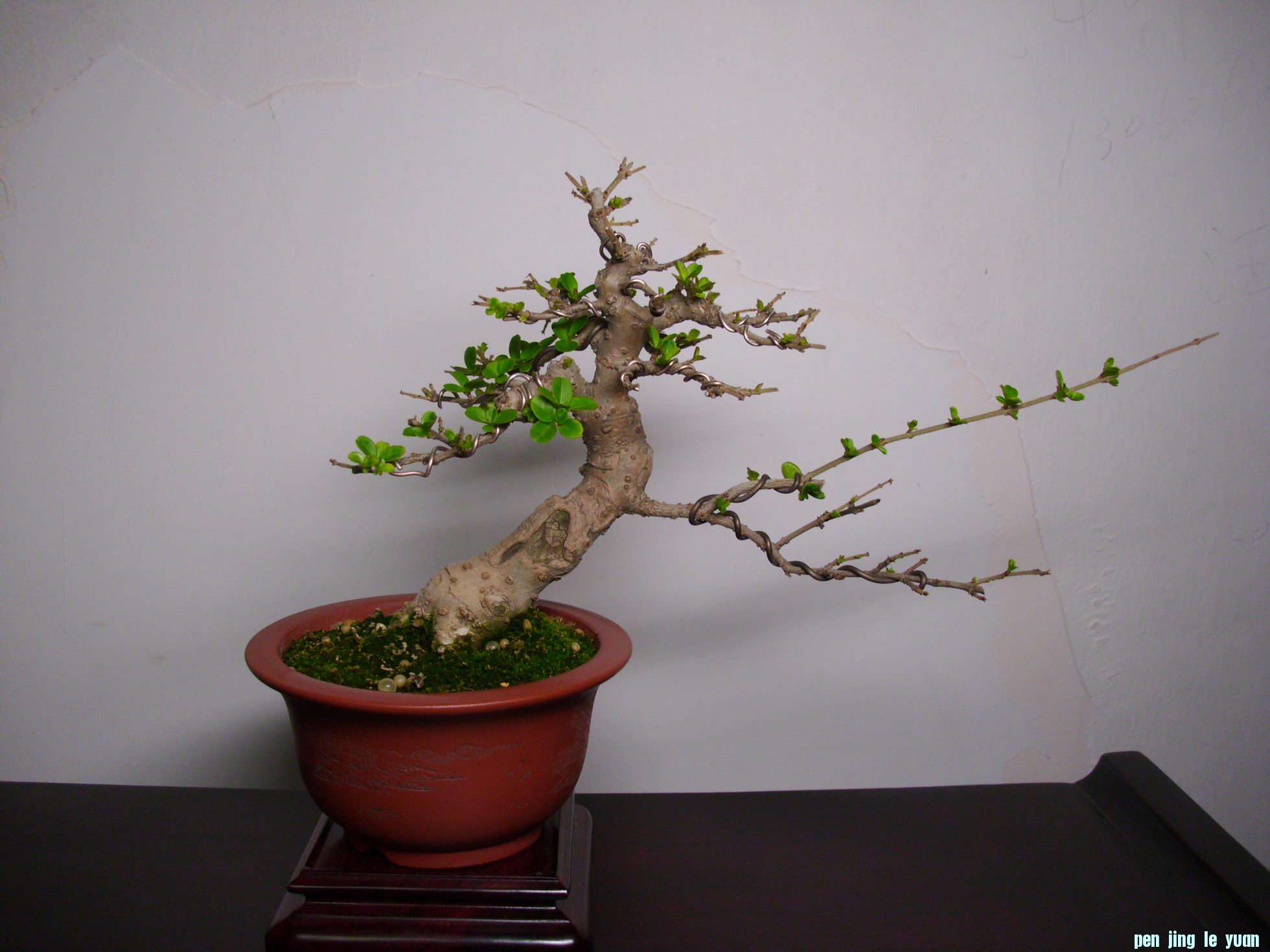 DSCI0903.JPG