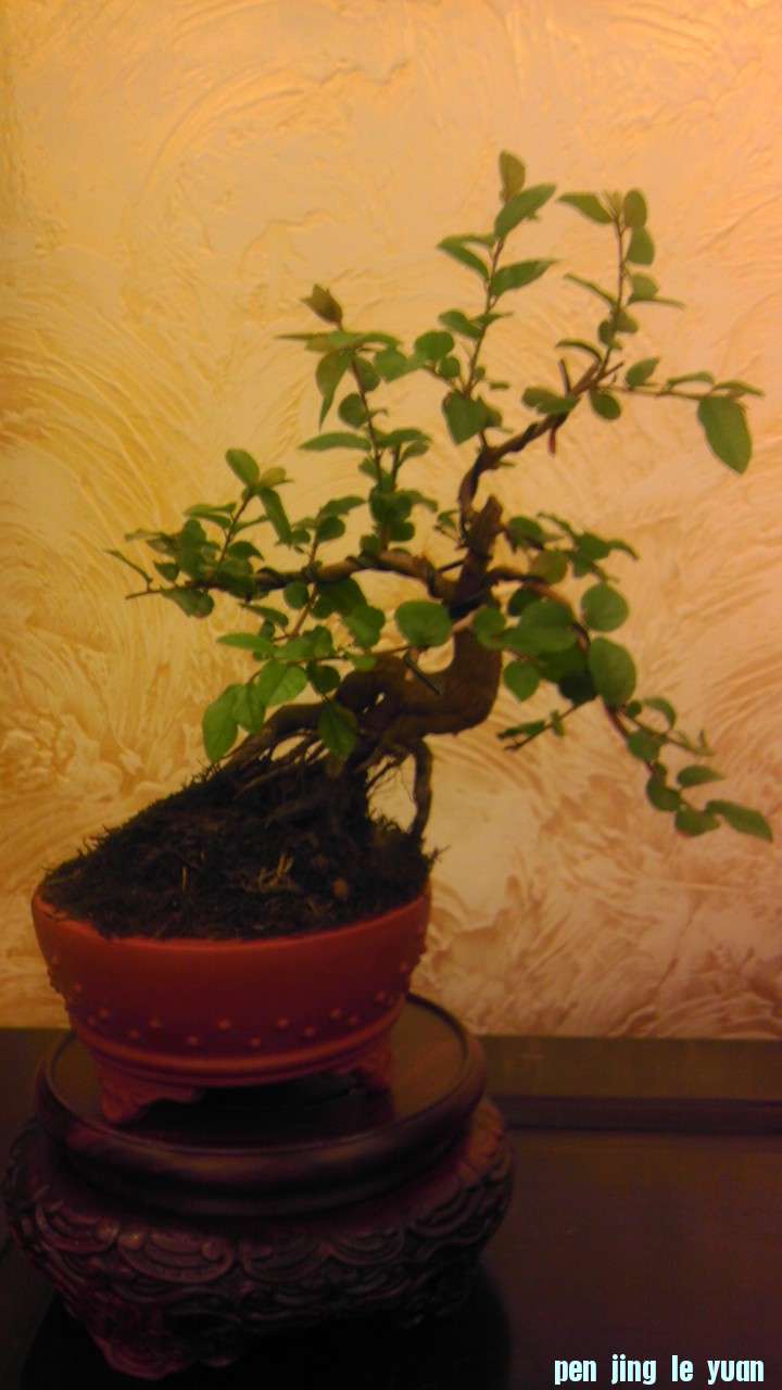 IMAG0652.jpg