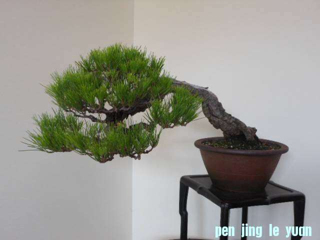 500d407fa4cd1.jpg
