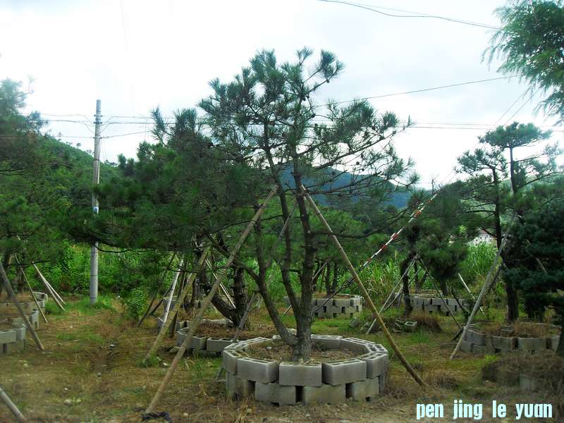 SDC13137.jpg