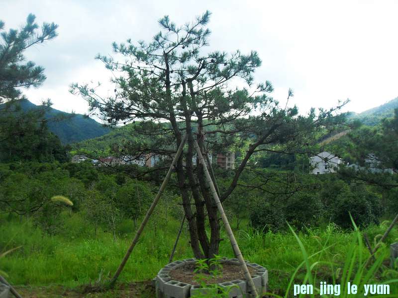 SDC13138.jpg