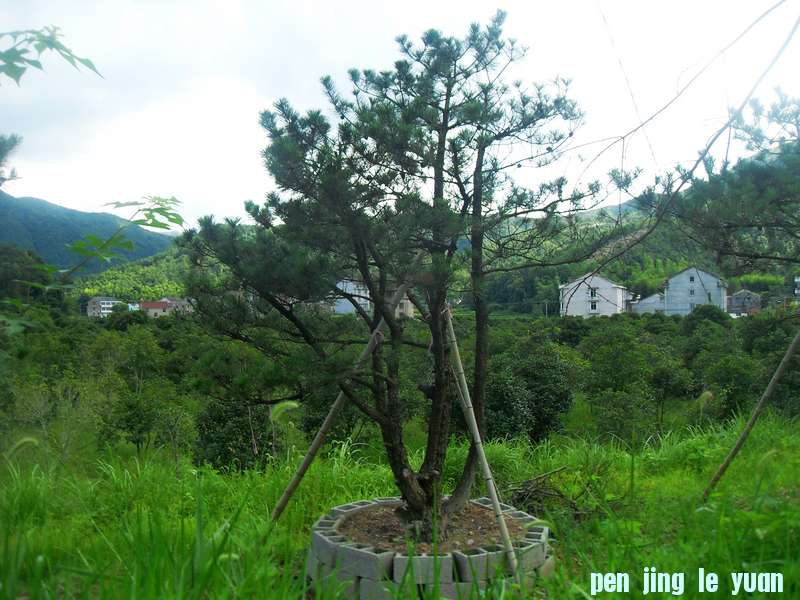 SDC13139.jpg
