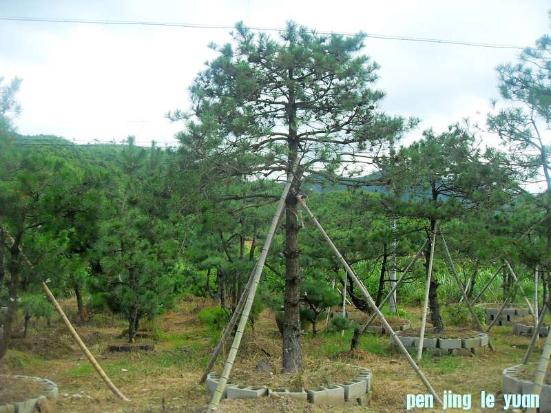 SDC13135.jpg