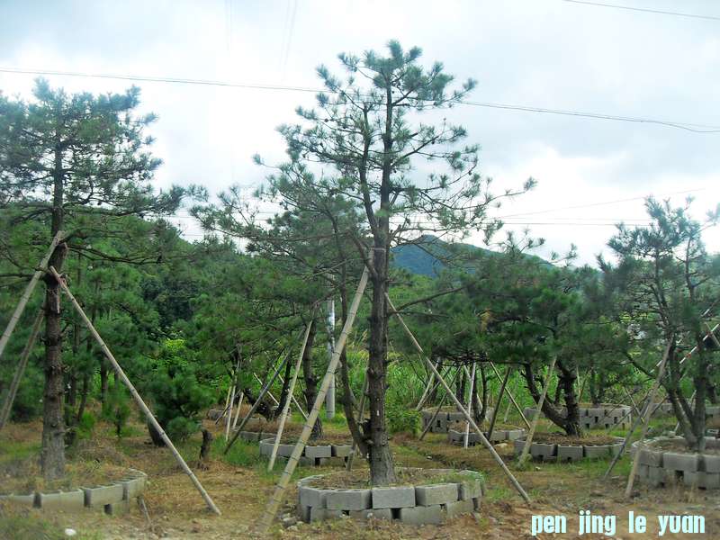 SDC13136.jpg