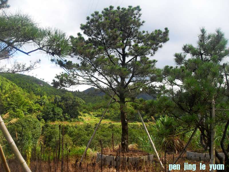 SDC13112.jpg