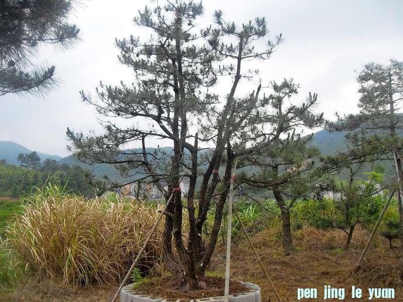 SDC12757.jpg