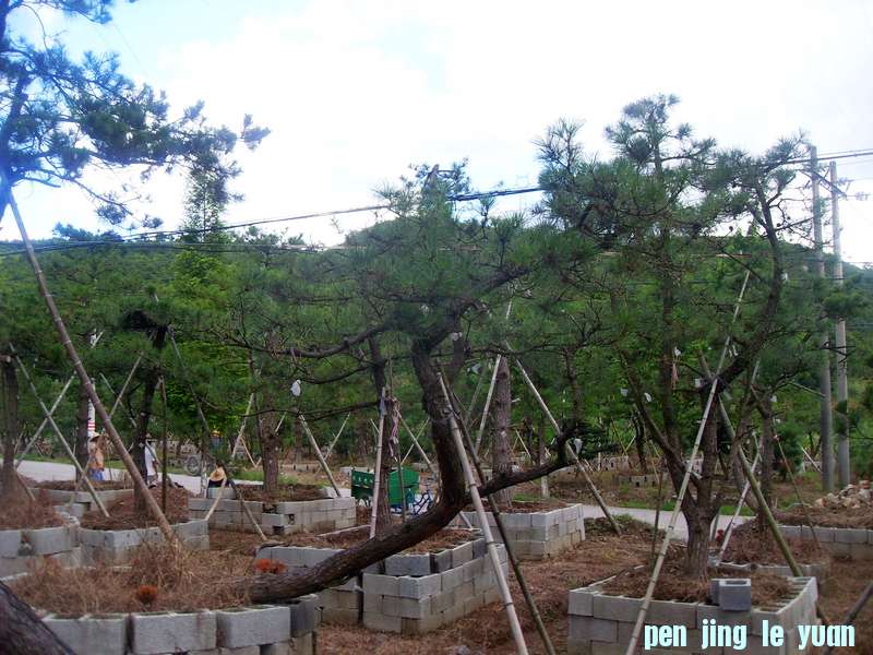SDC13084.jpg