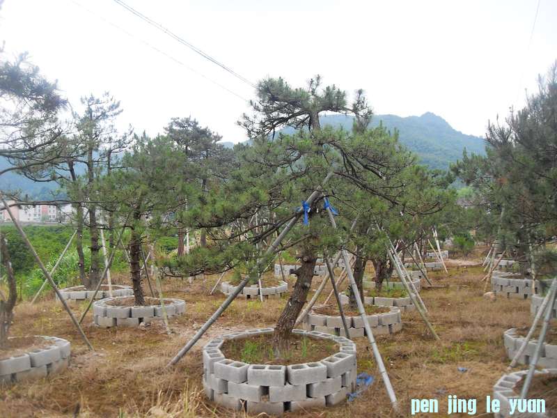 SDC12746.jpg