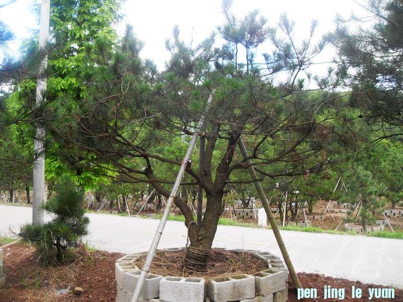 SDC13089.jpg