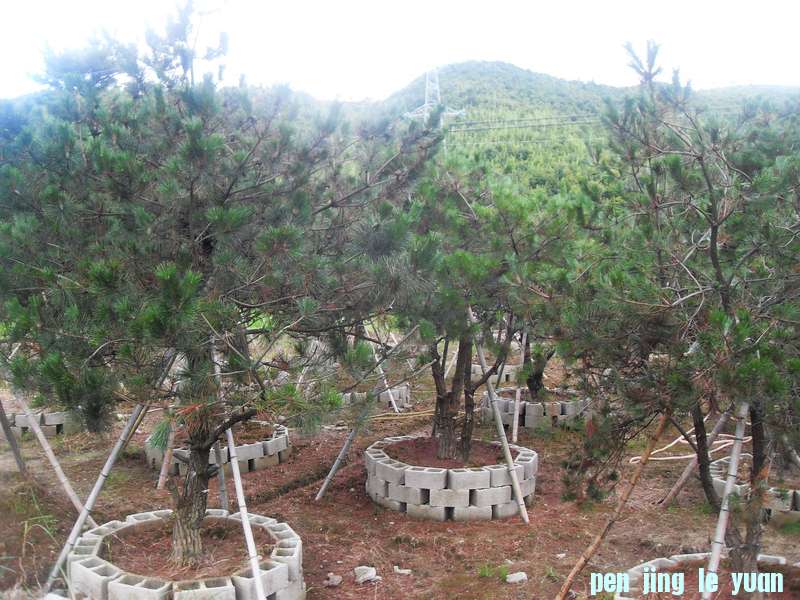 SDC13094.jpg