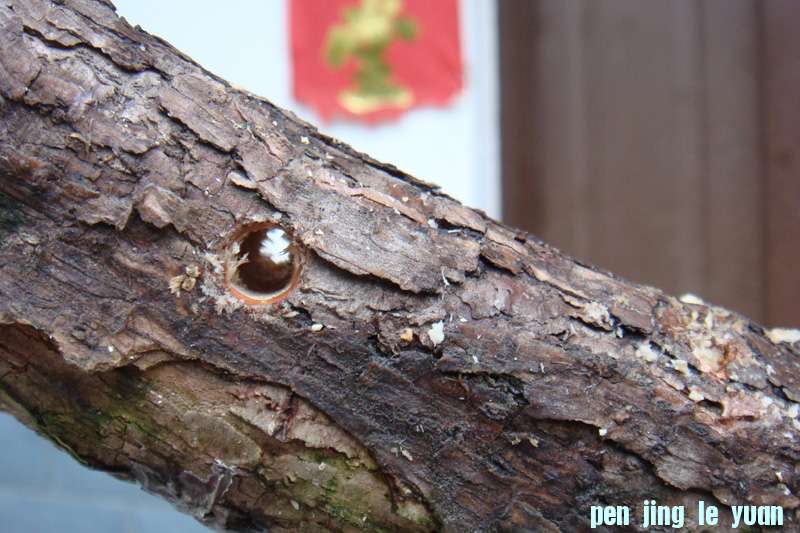 DSC07219.JPG