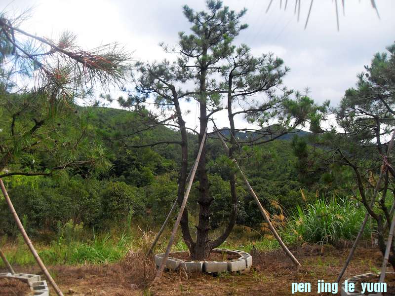 SDC13104.jpg
