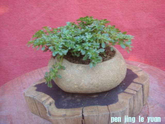 DSC03854.JPG