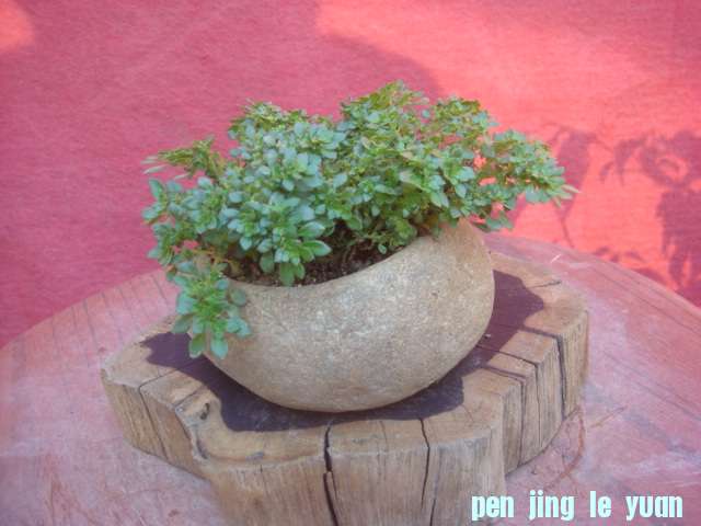 DSC03855.JPG
