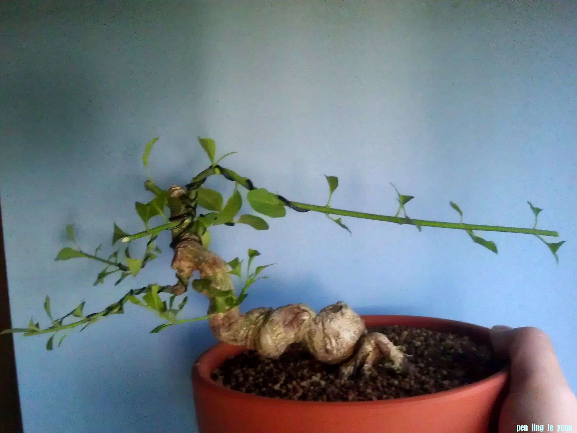 IMAG0102.jpg