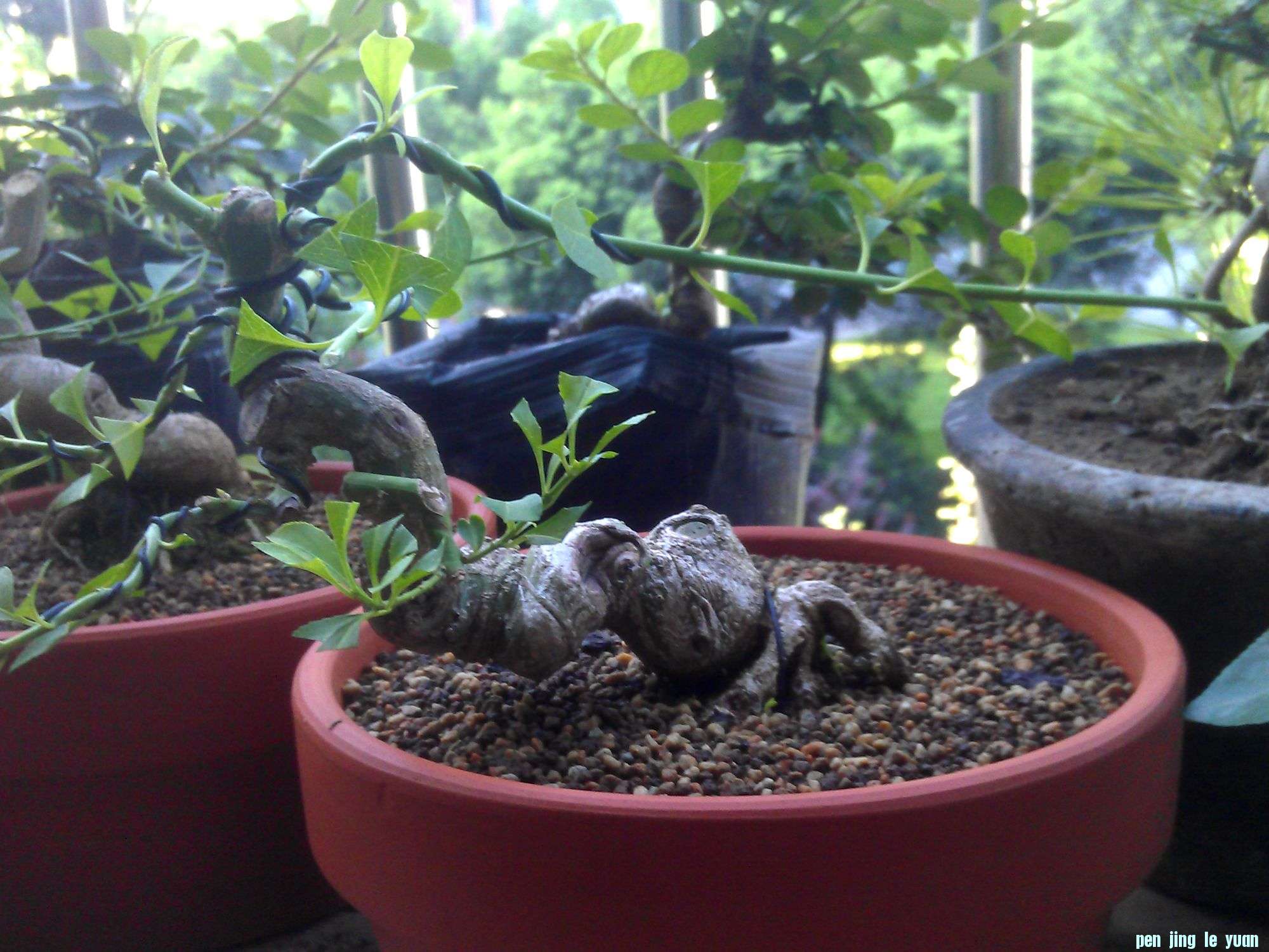 IMAG0101.jpg