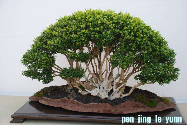   Mistral Bonsai 辰Ʒ.jpg