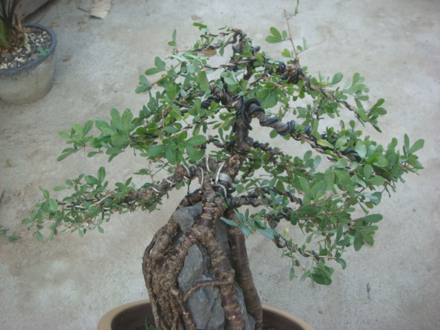 DSC03905.JPG