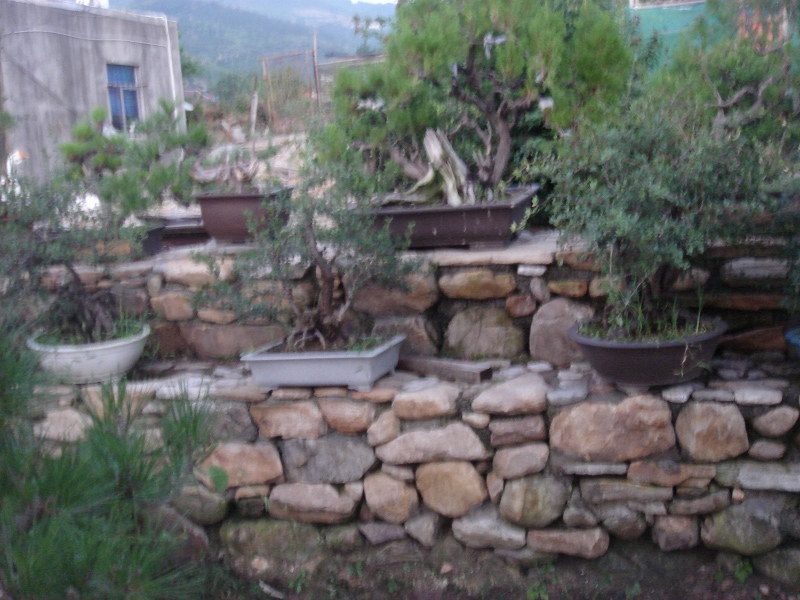 DSC06378 (800x600).jpg