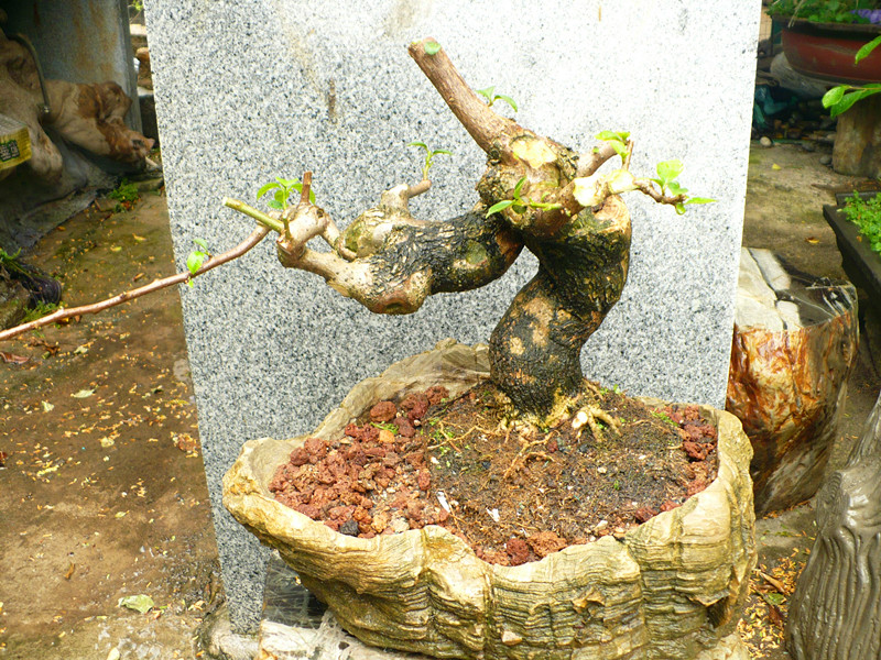 P1030636_.jpg