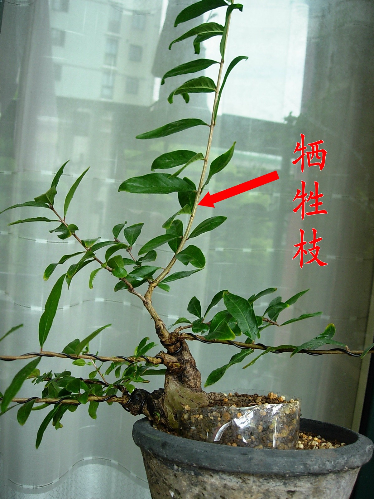 DSCN7986_conew1.jpg