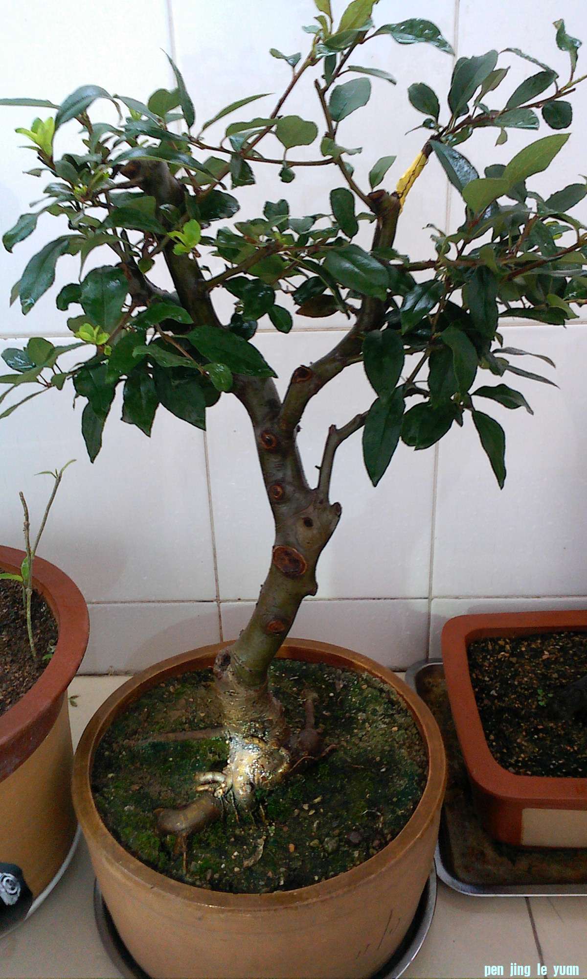 IMG0731171400.jpg