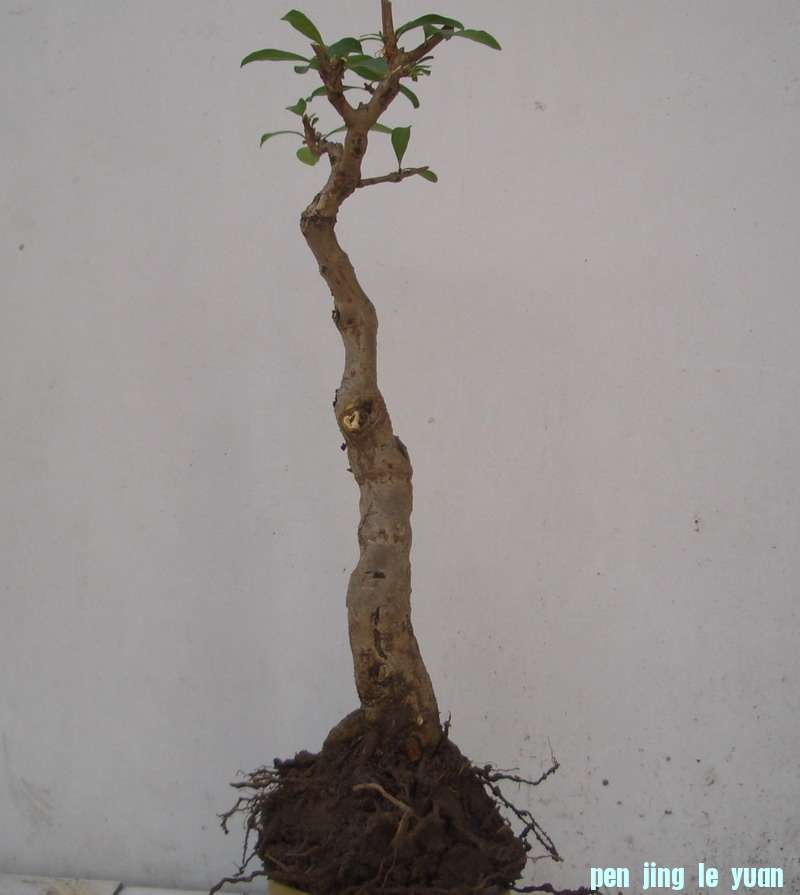 ʯ1284.JPG