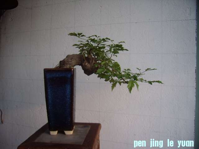 P8090015.JPG