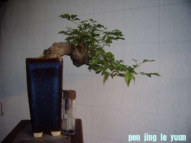 P8090022.JPG