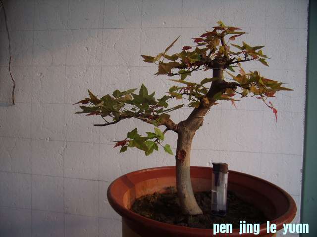 P8090029.JPG