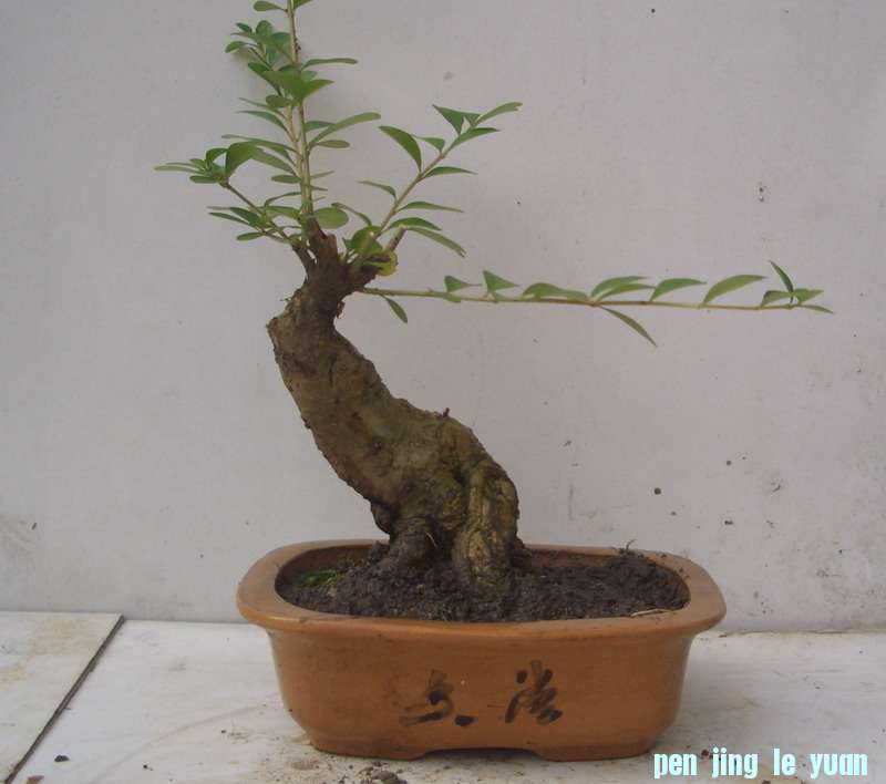 midong.JPG