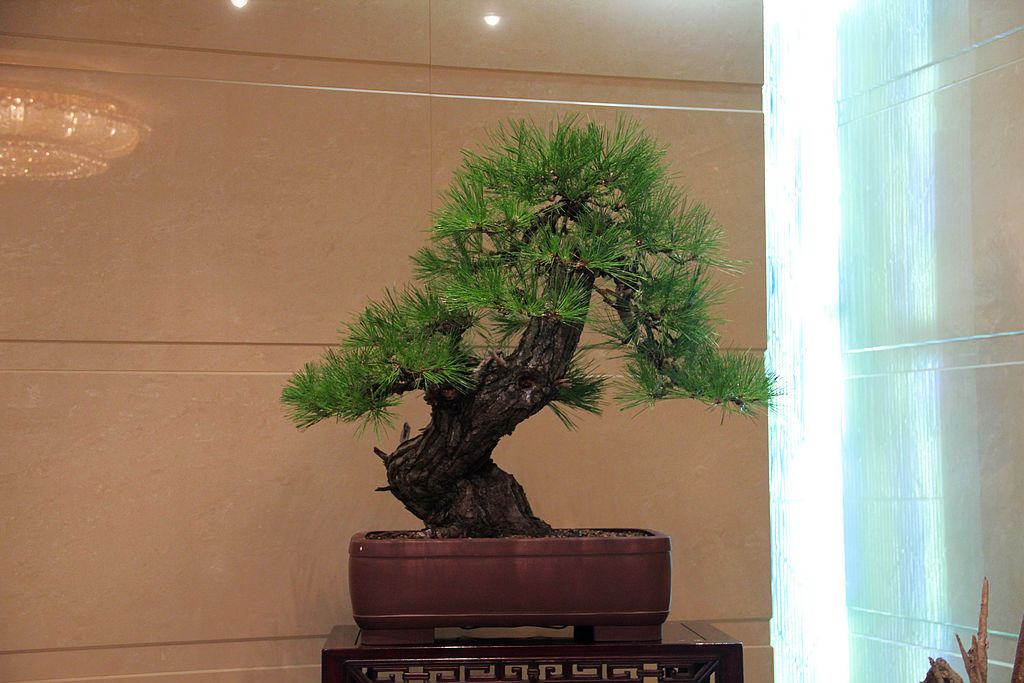 IMG_8305jpg.jpg