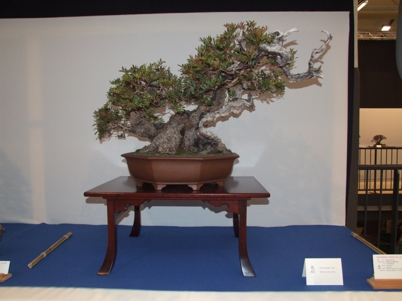 Noelanders Trophy XIII 2012 16b.jpg
