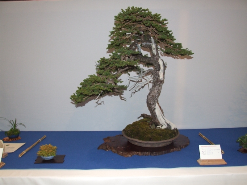 Noelanders Trophy XIII 2012 20a.jpg