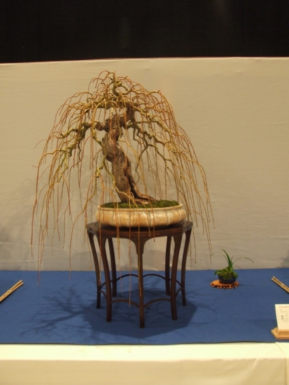 Noelanders Trophy XIII 2012 21h.jpg