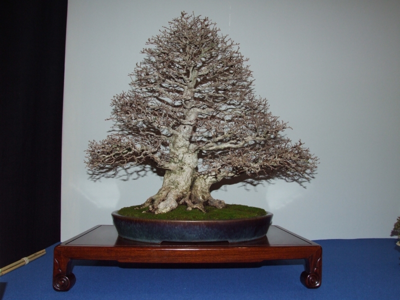 Noelanders Trophy XIII 2012 36b.jpg