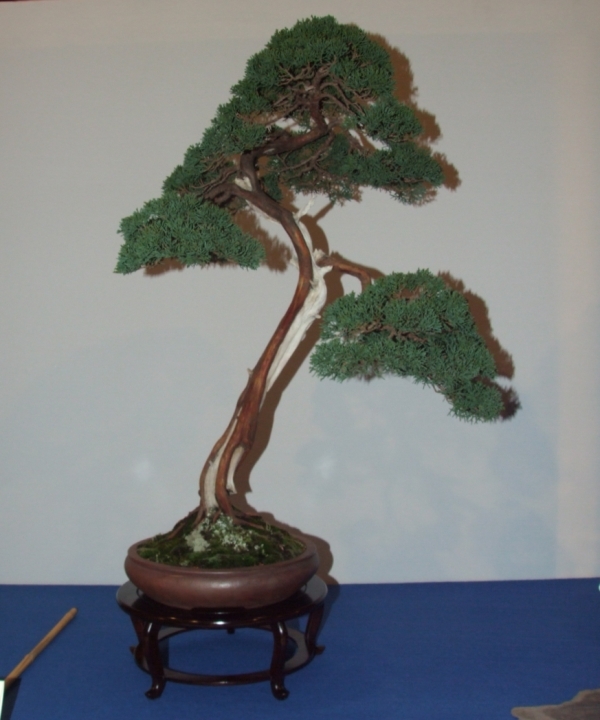 Noelanders Trophy XIII 2012 85e.jpg