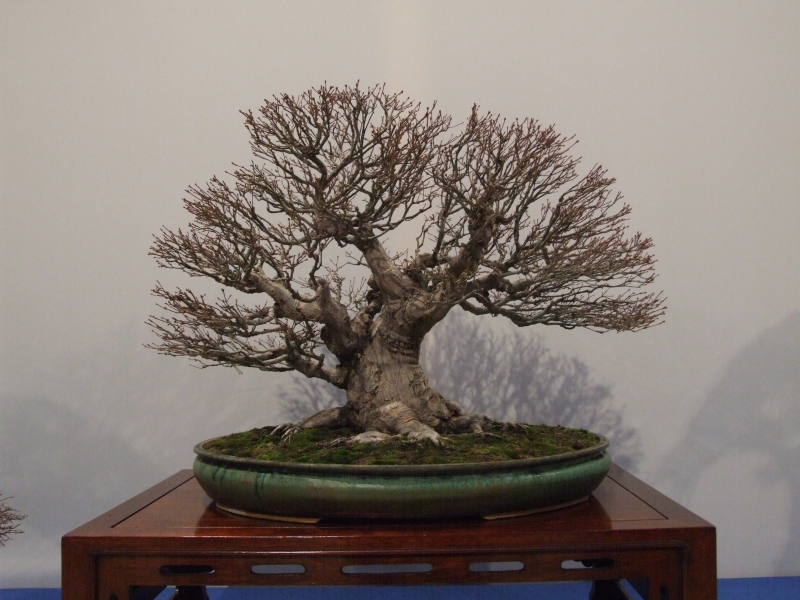 Noelanders Trophy XIII 2012 86d.jpg