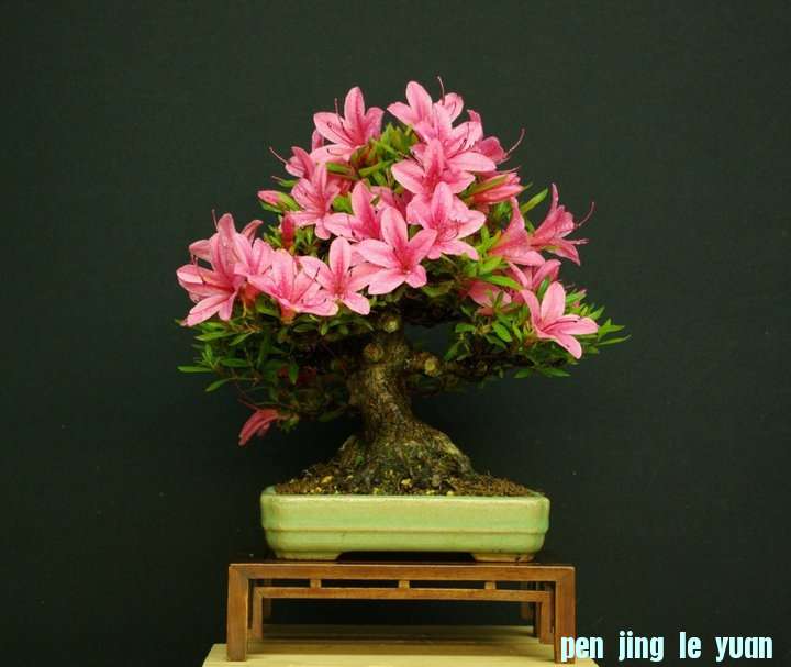Andres Alvarez Iglesias Bonsai collection 013.jpg