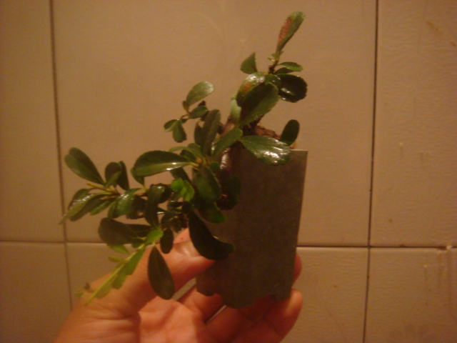 DSC04216.JPG
