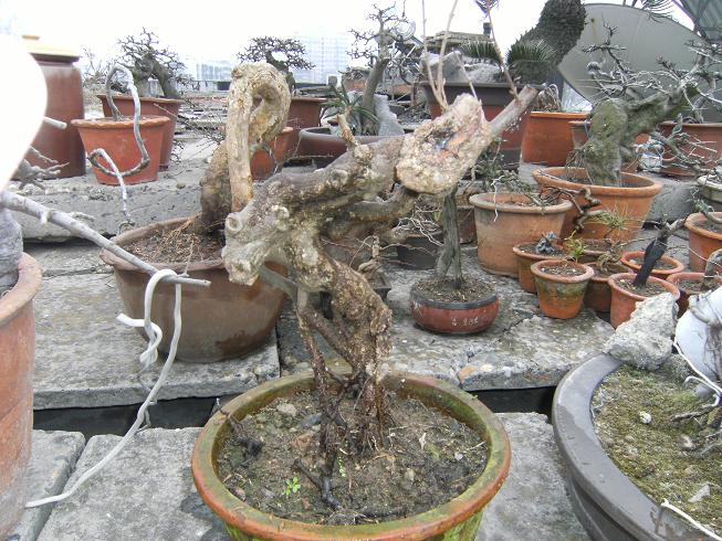 DSCF5591.JPG