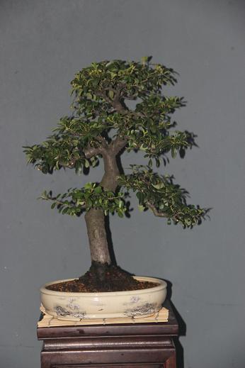 Ƭ0808 113.jpg